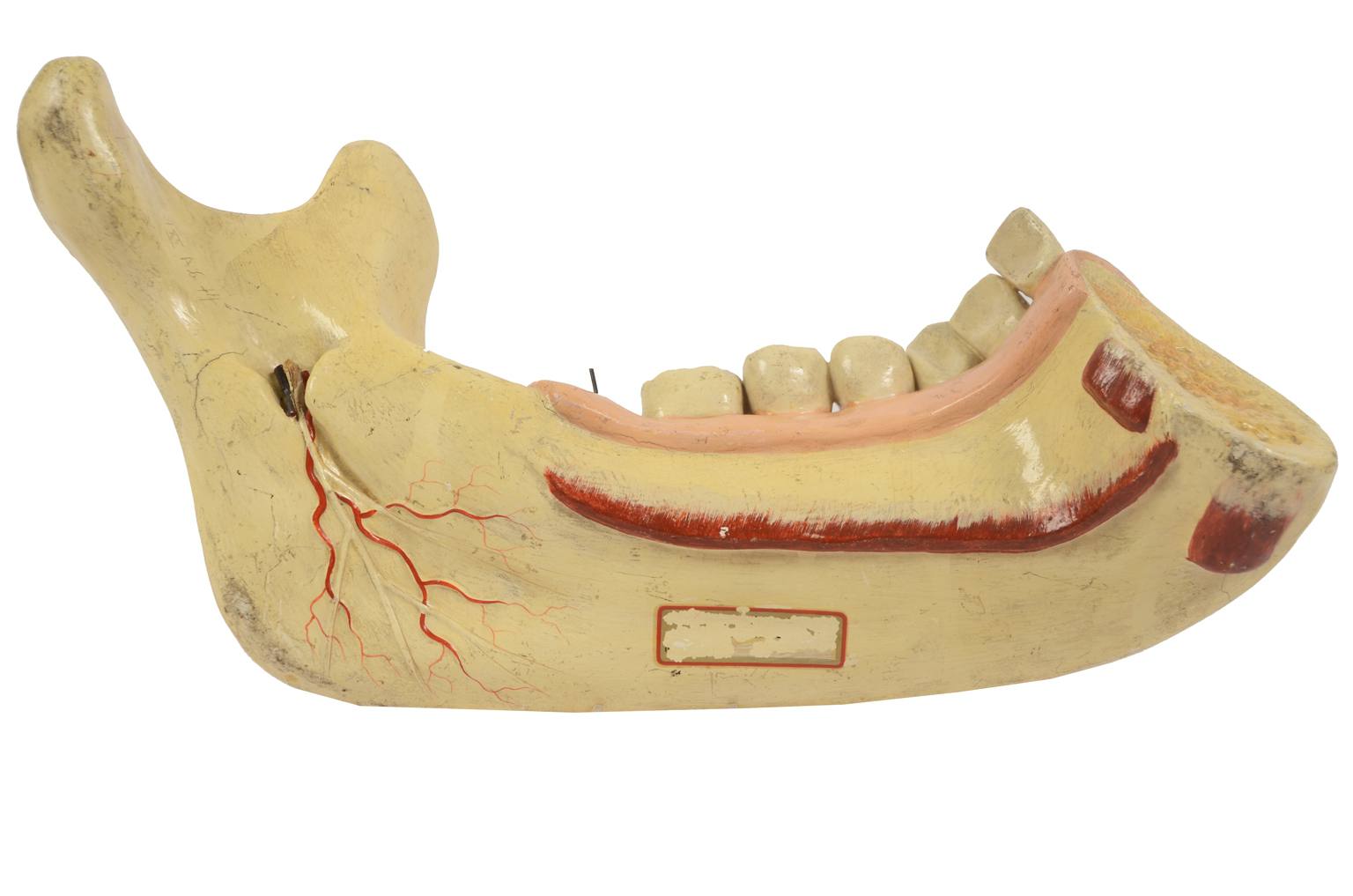 Old medical instruments/614-Mandible model