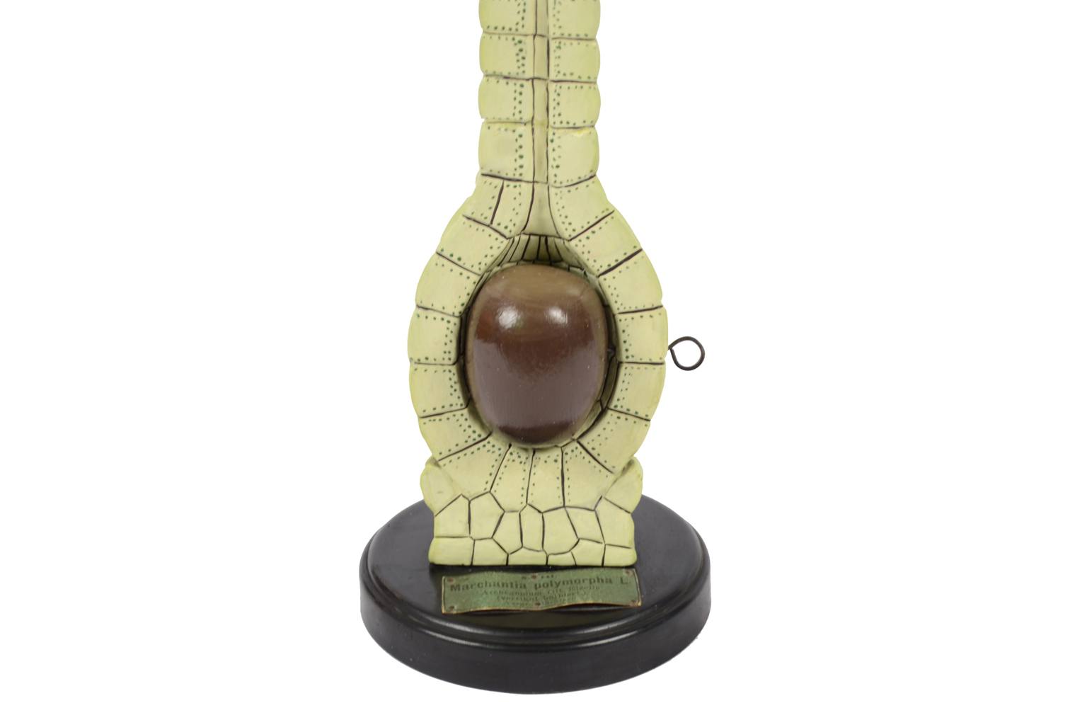 Natural history/6369-Marchantia model