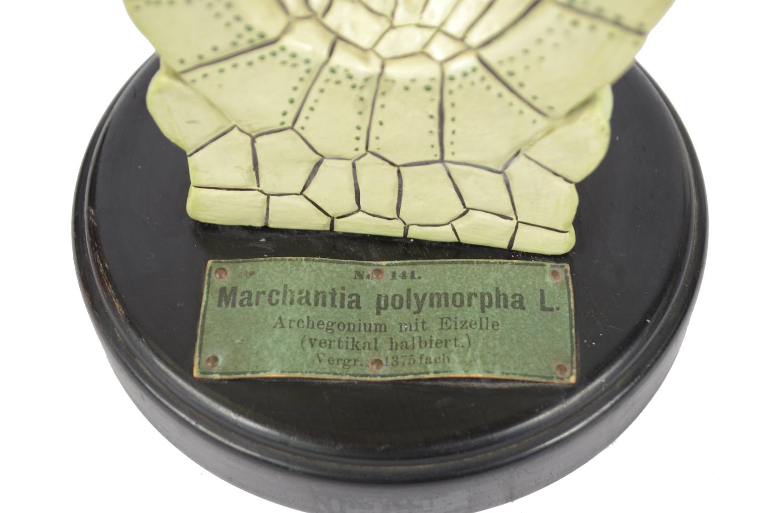 Storia naturale/6369-Modello Marchantia