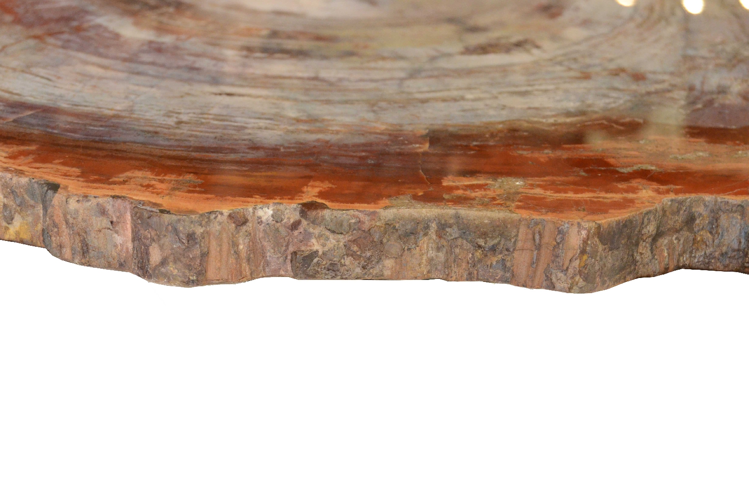 Storia naturale/657-Legno Pietrificato