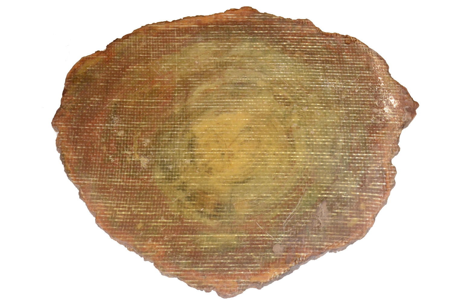 Natural history/657-Petrified Wood