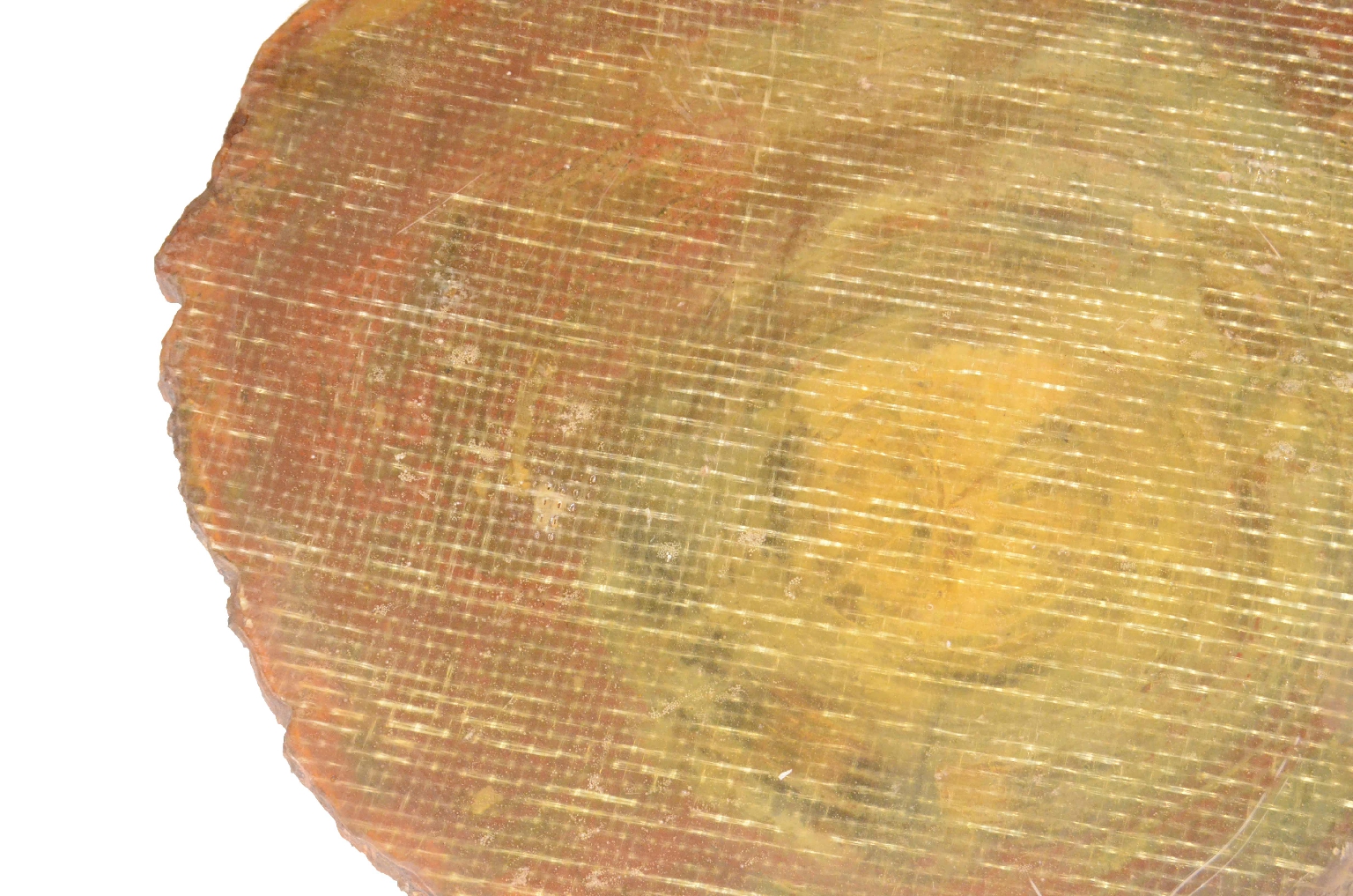 Storia naturale/657-Legno Pietrificato