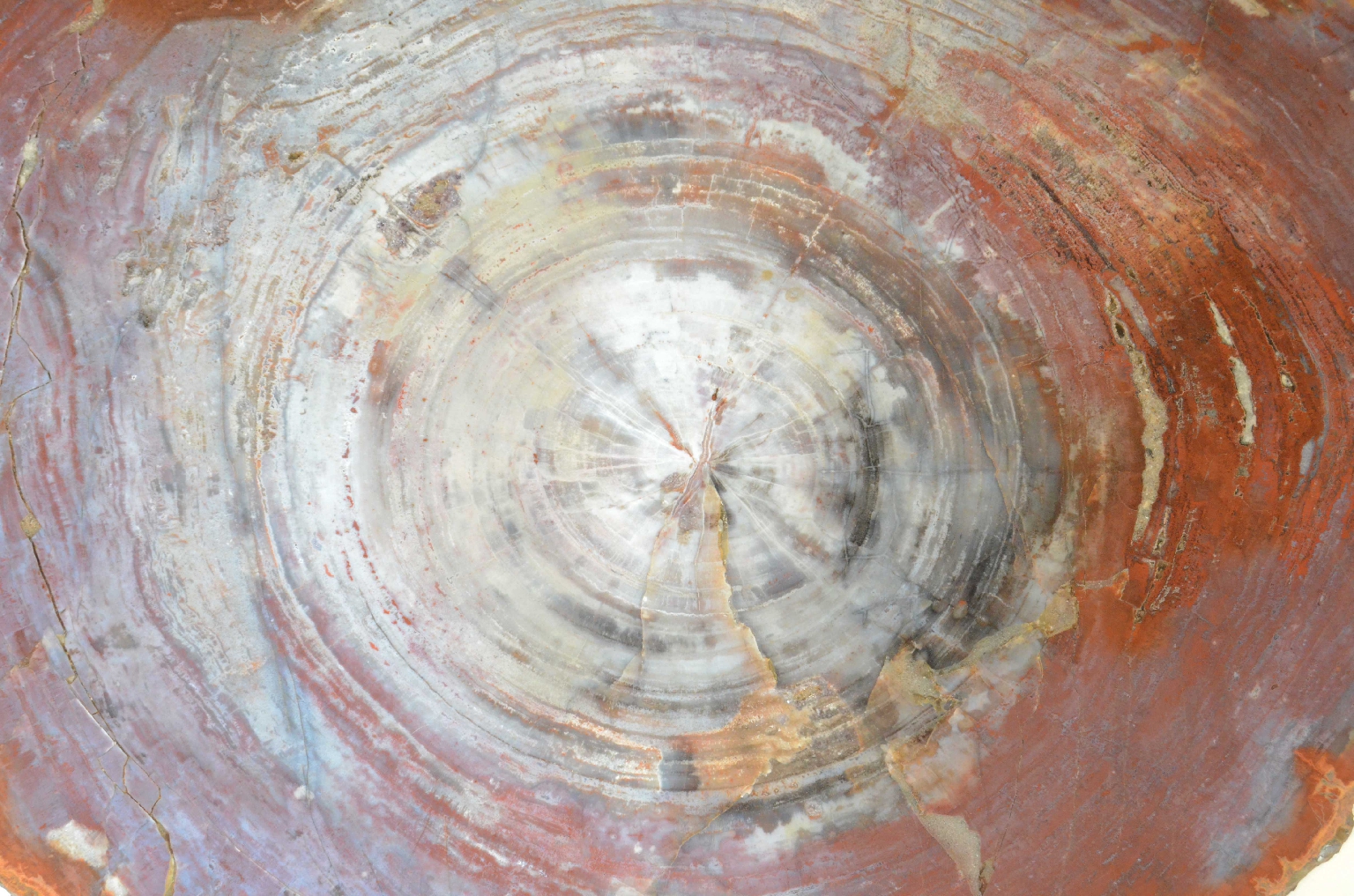 Storia naturale/657-Legno Pietrificato