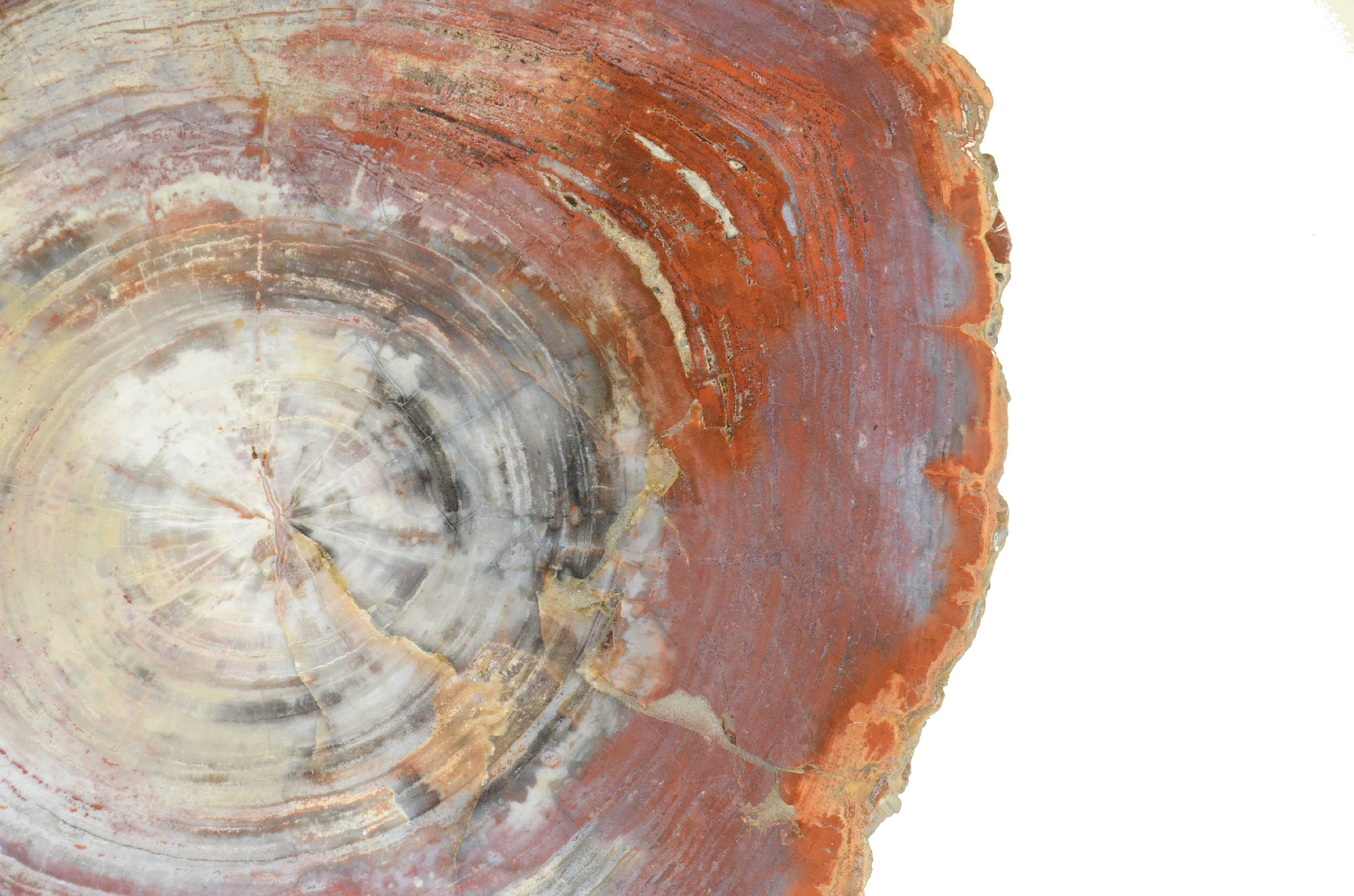 Natural history/657-Petrified Wood