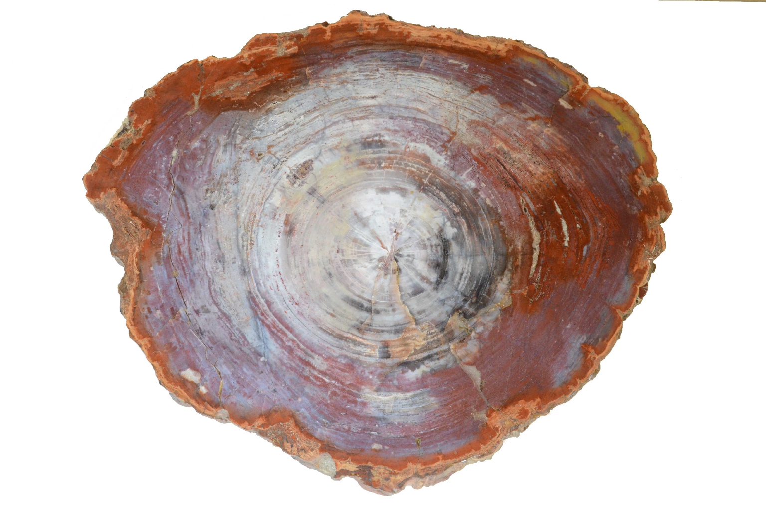 Natural history/657-Petrified Wood