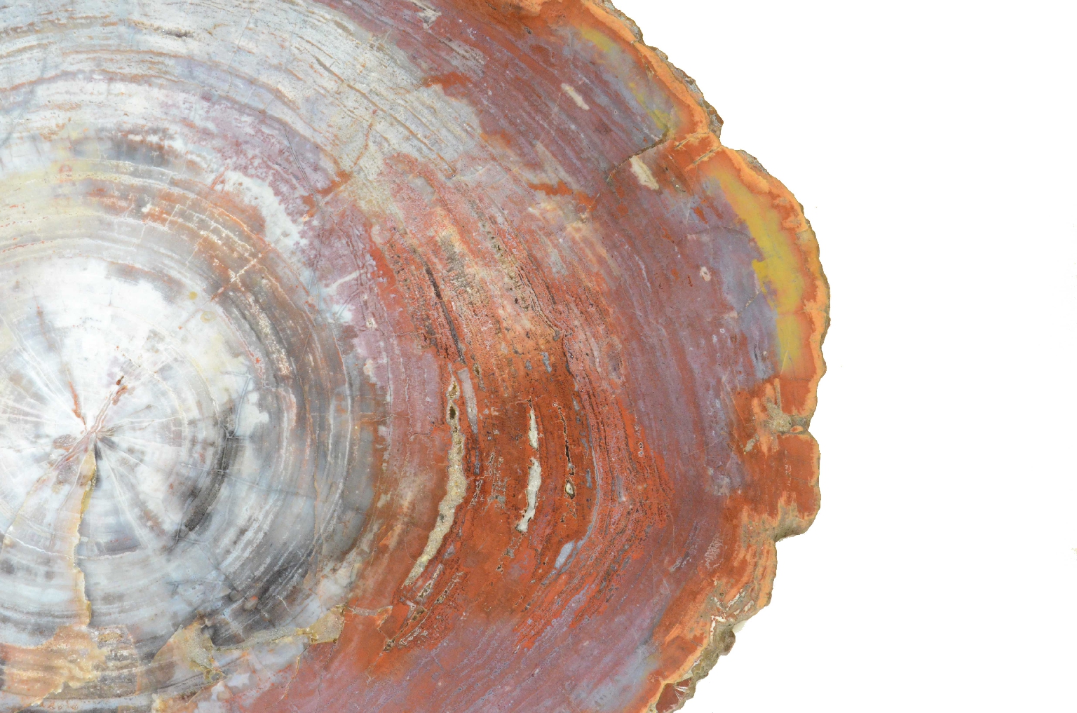 Natural history/657-Petrified Wood