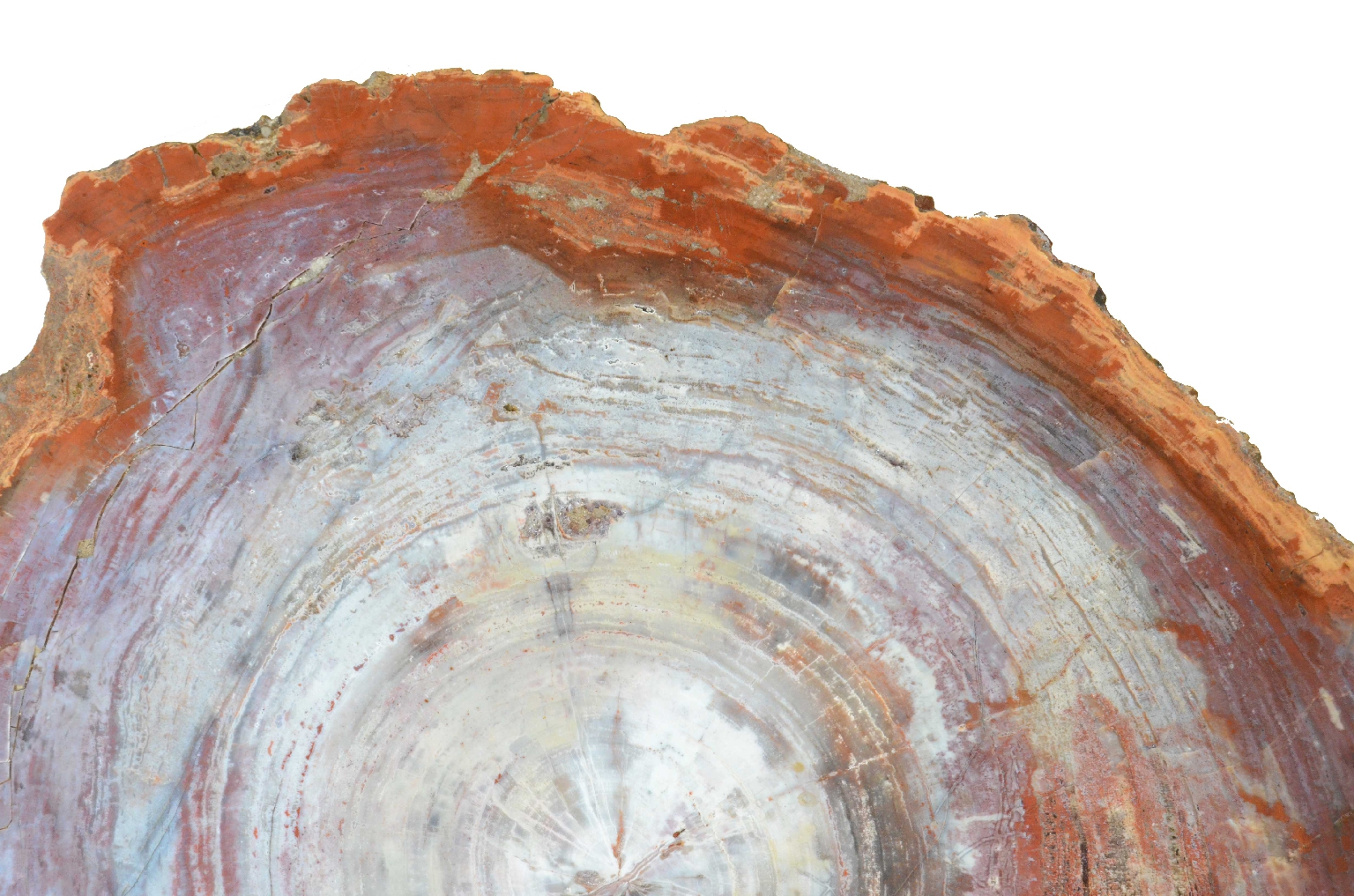 Storia naturale/657-Legno Pietrificato