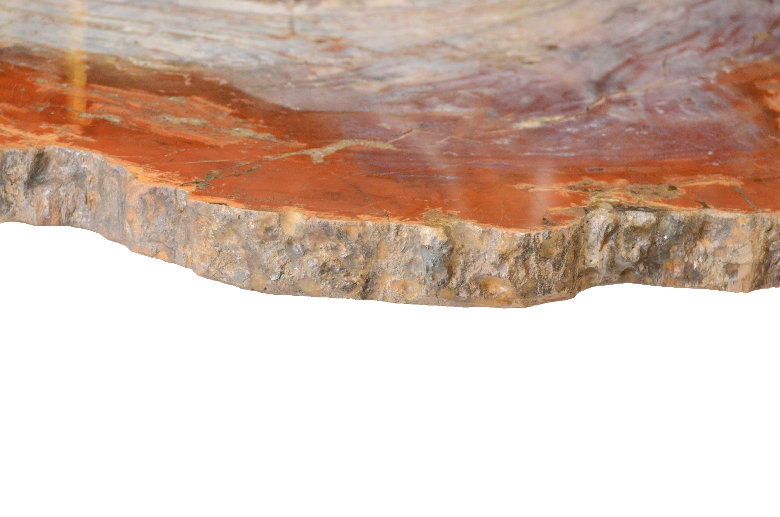 Natural history/657-Petrified Wood