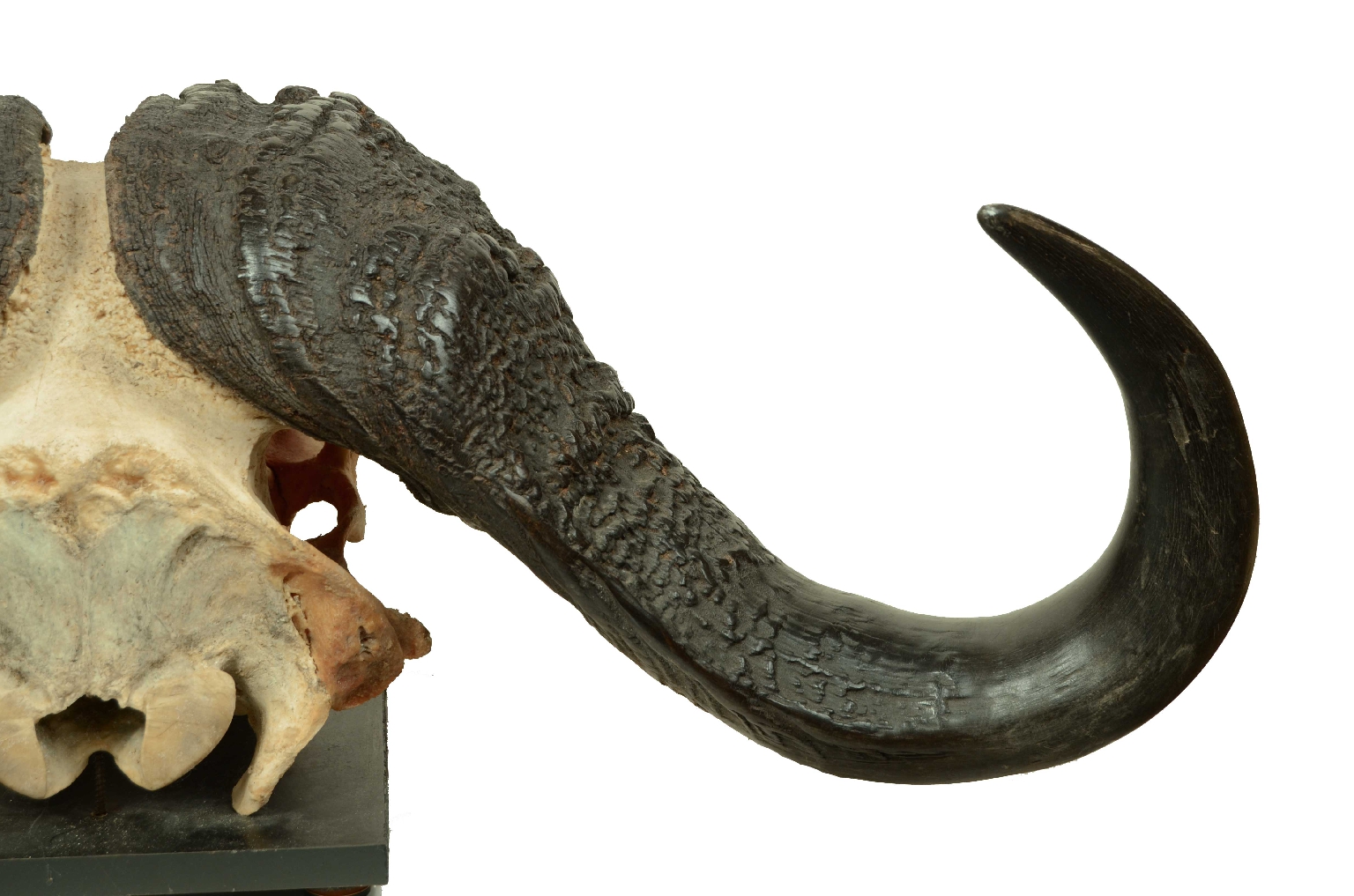 Natural history/698-Skull African Buffalo