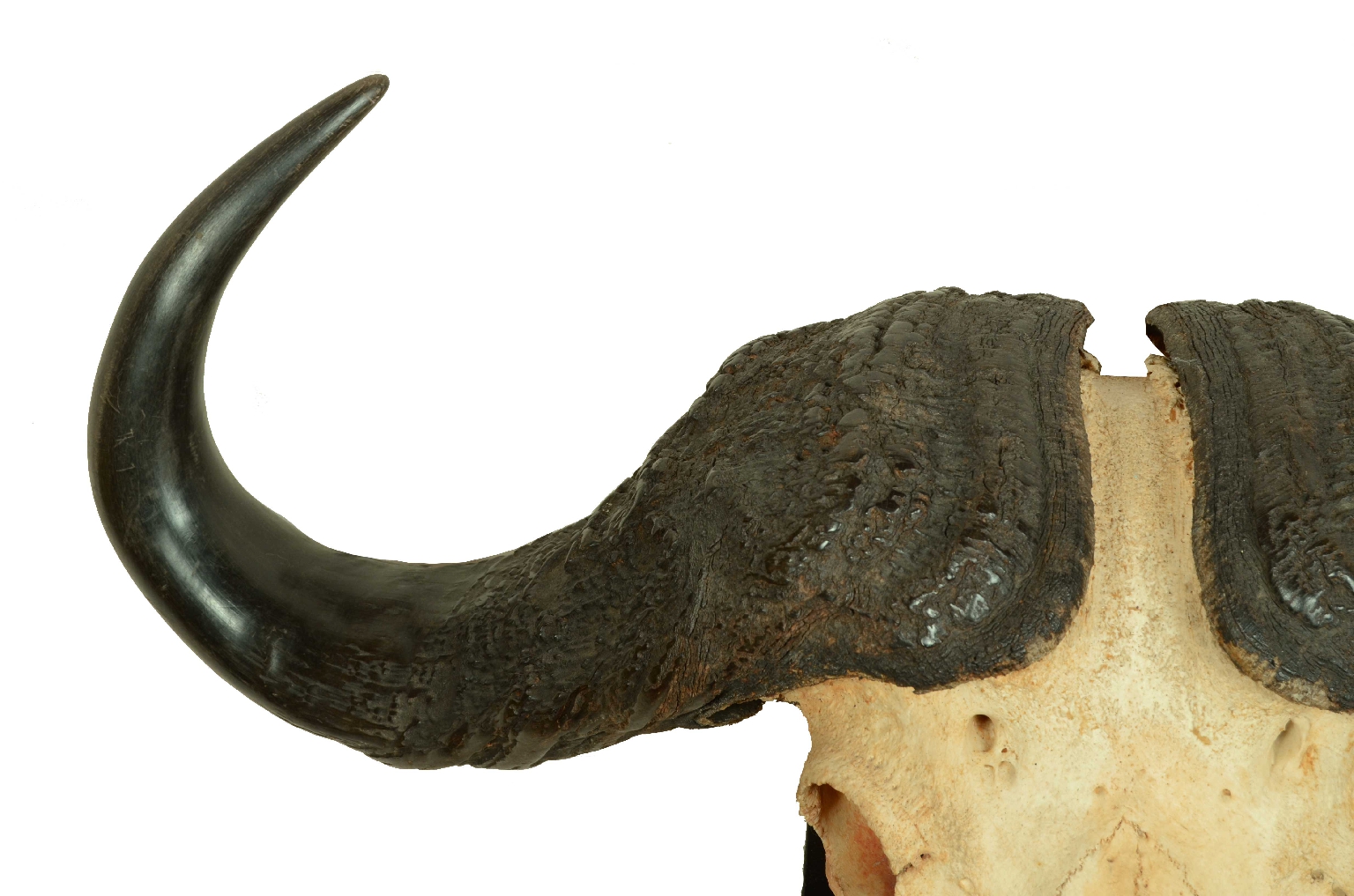 Natural history/698-Skull African Buffalo