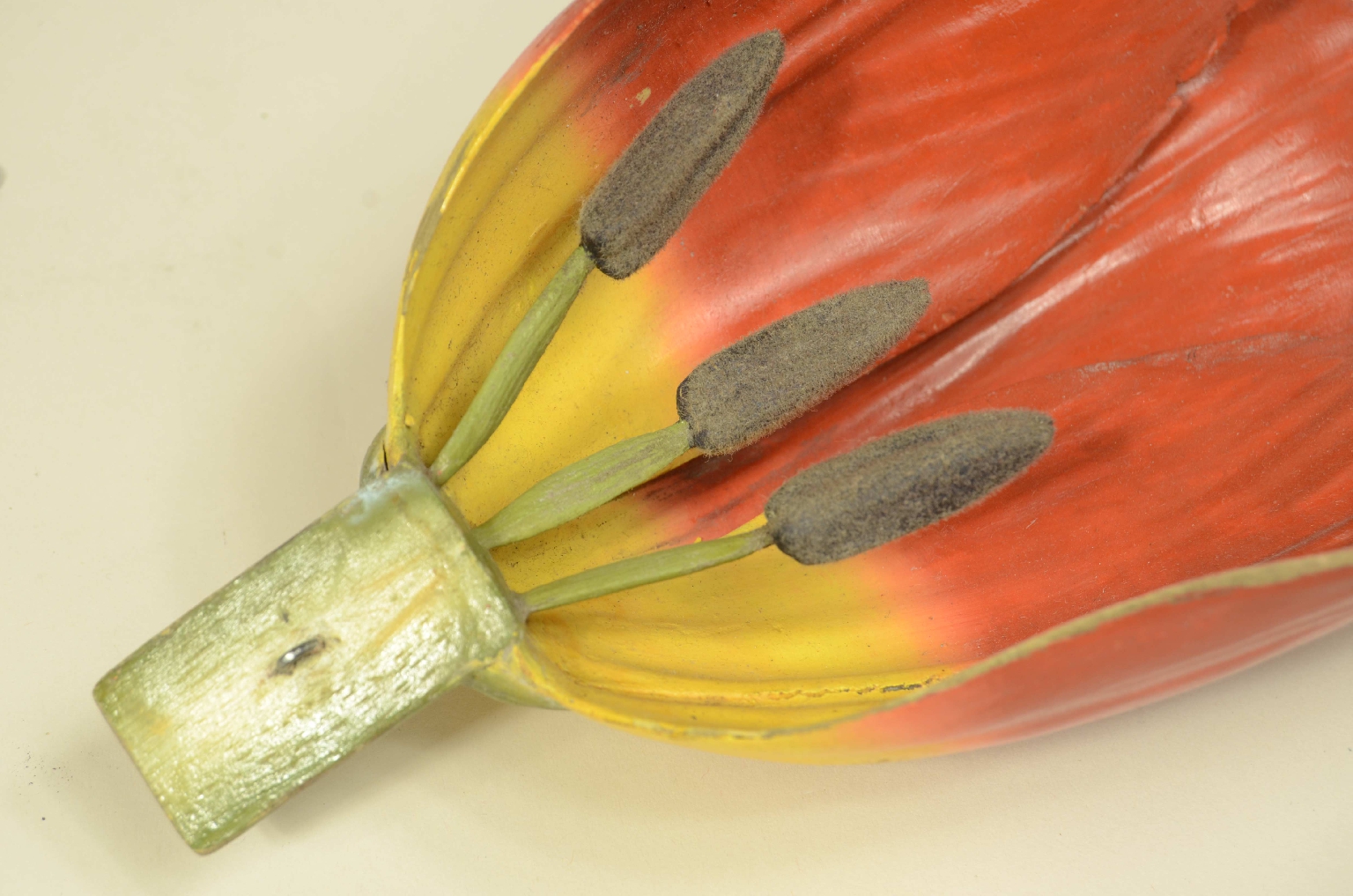 Natural history/704-Brende lTulip Model