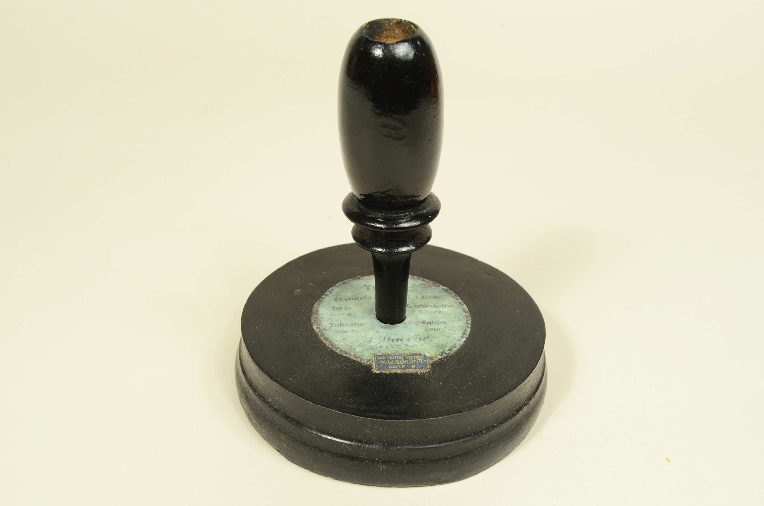 Natural history/704-Brende lTulip Model