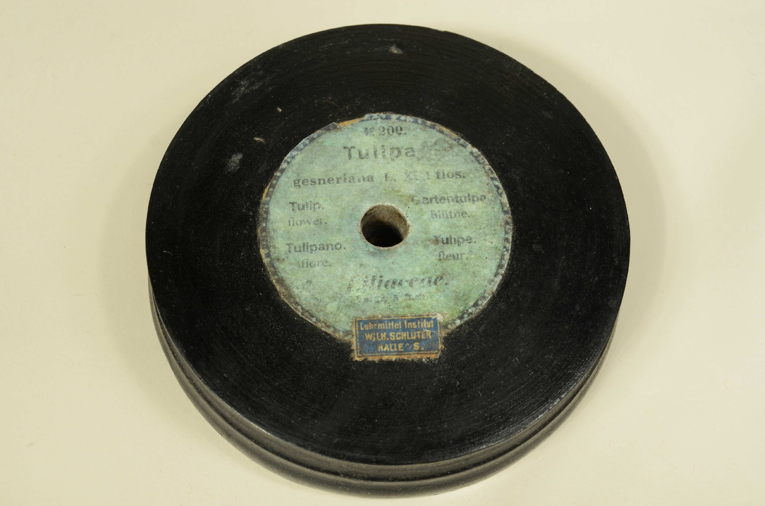 Natural history/704-Brende lTulip Model