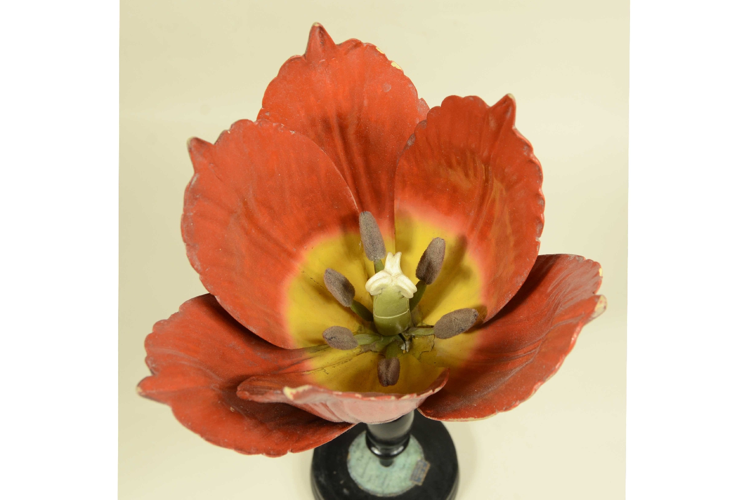 Natural history/704-Brende lTulip Model