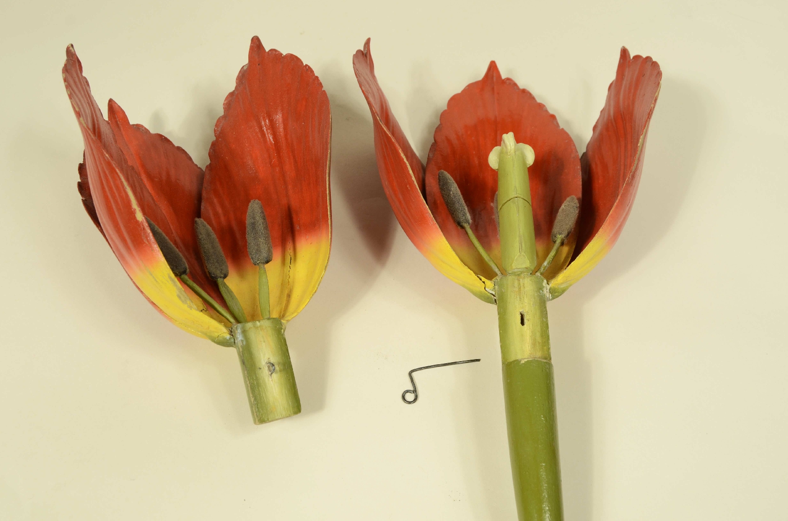Natural history/704-Brende lTulip Model