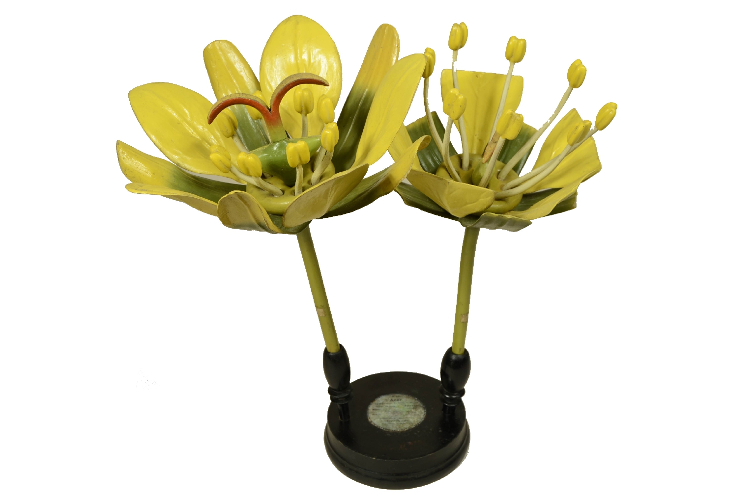 Natural history/704a-Botanical Model