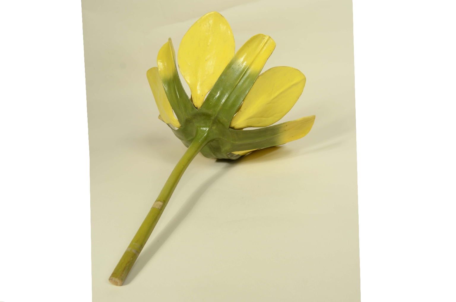 Natural history/704a-Botanical Model