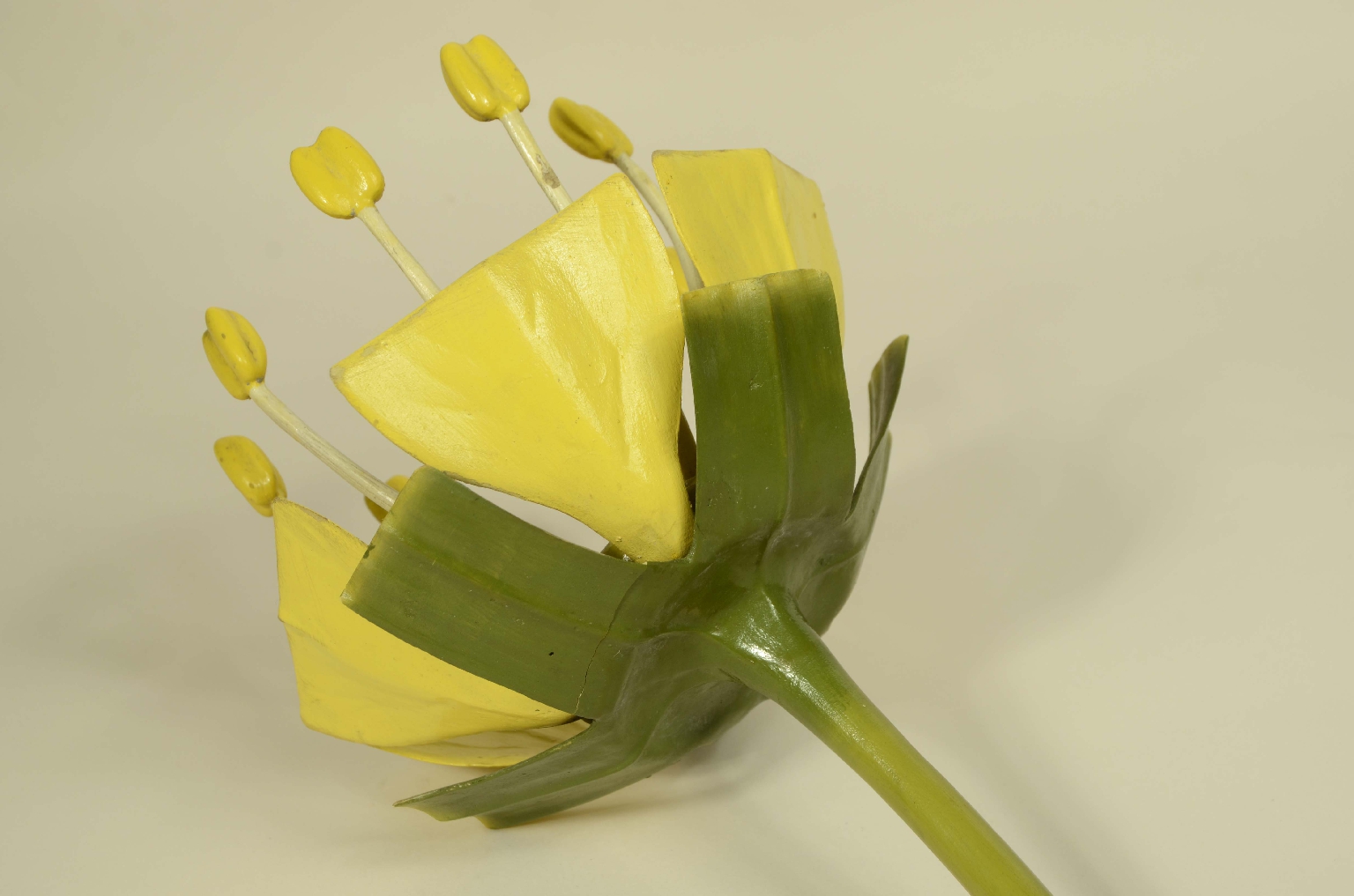 Natural history/704a-Botanical Model