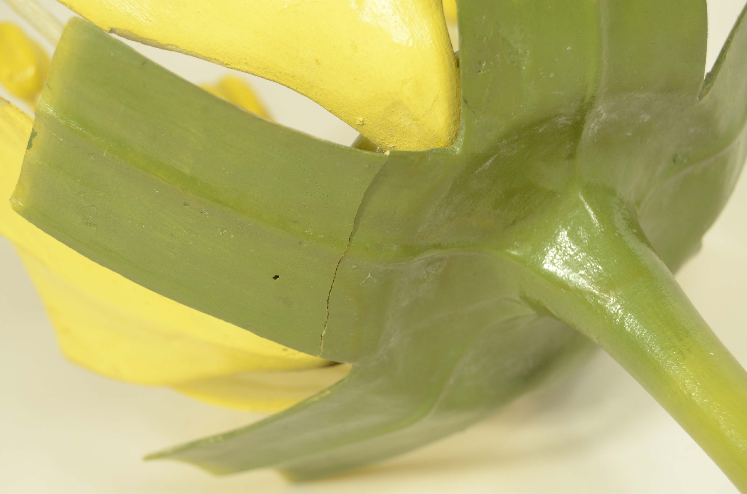 Natural history/704a-Botanical Model