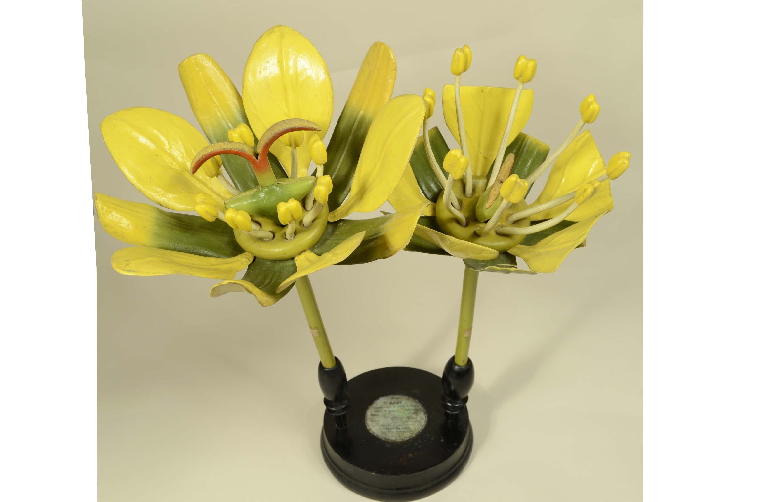 Natural history/704a-Botanical Model