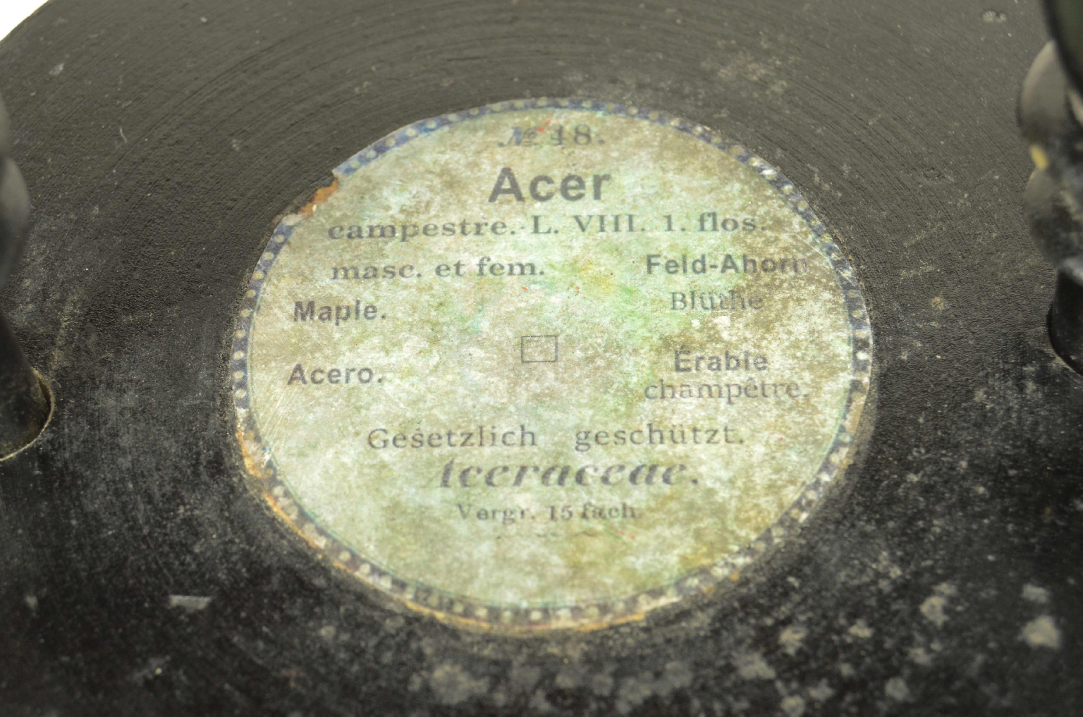 Natural history/704a-Botanical Model