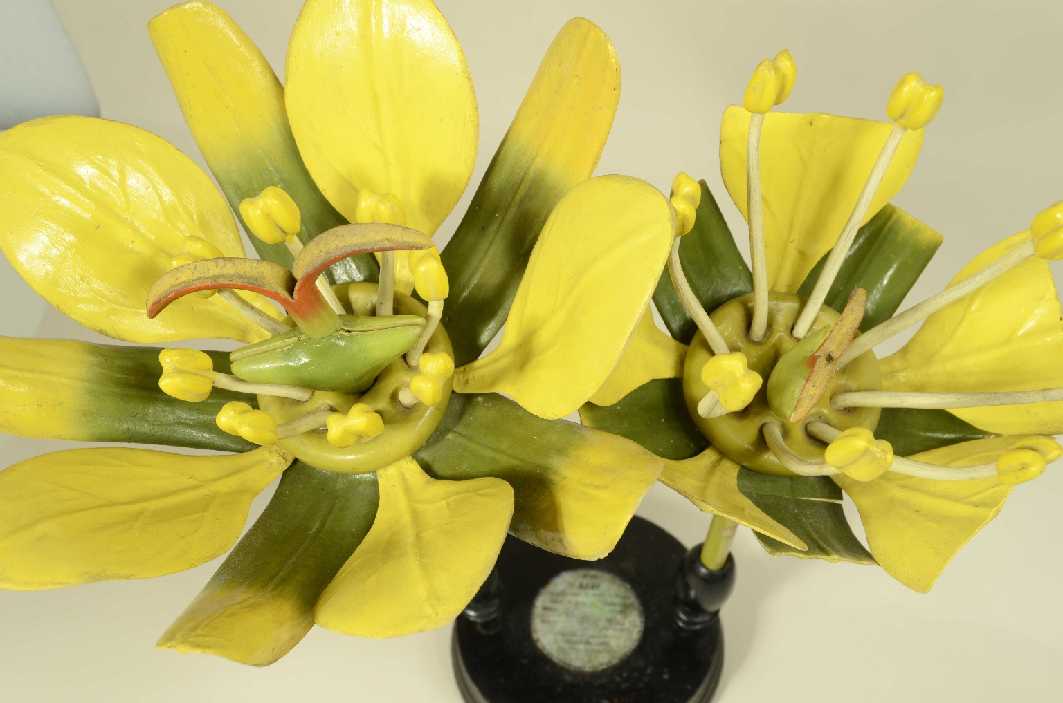 Natural history/704a-Botanical Model