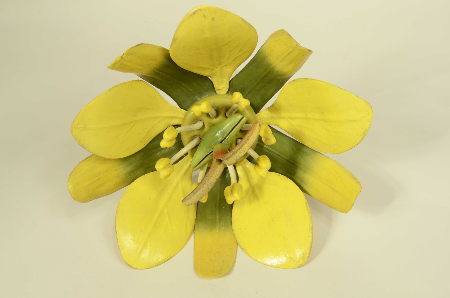 Natural history/704a-Botanical Model