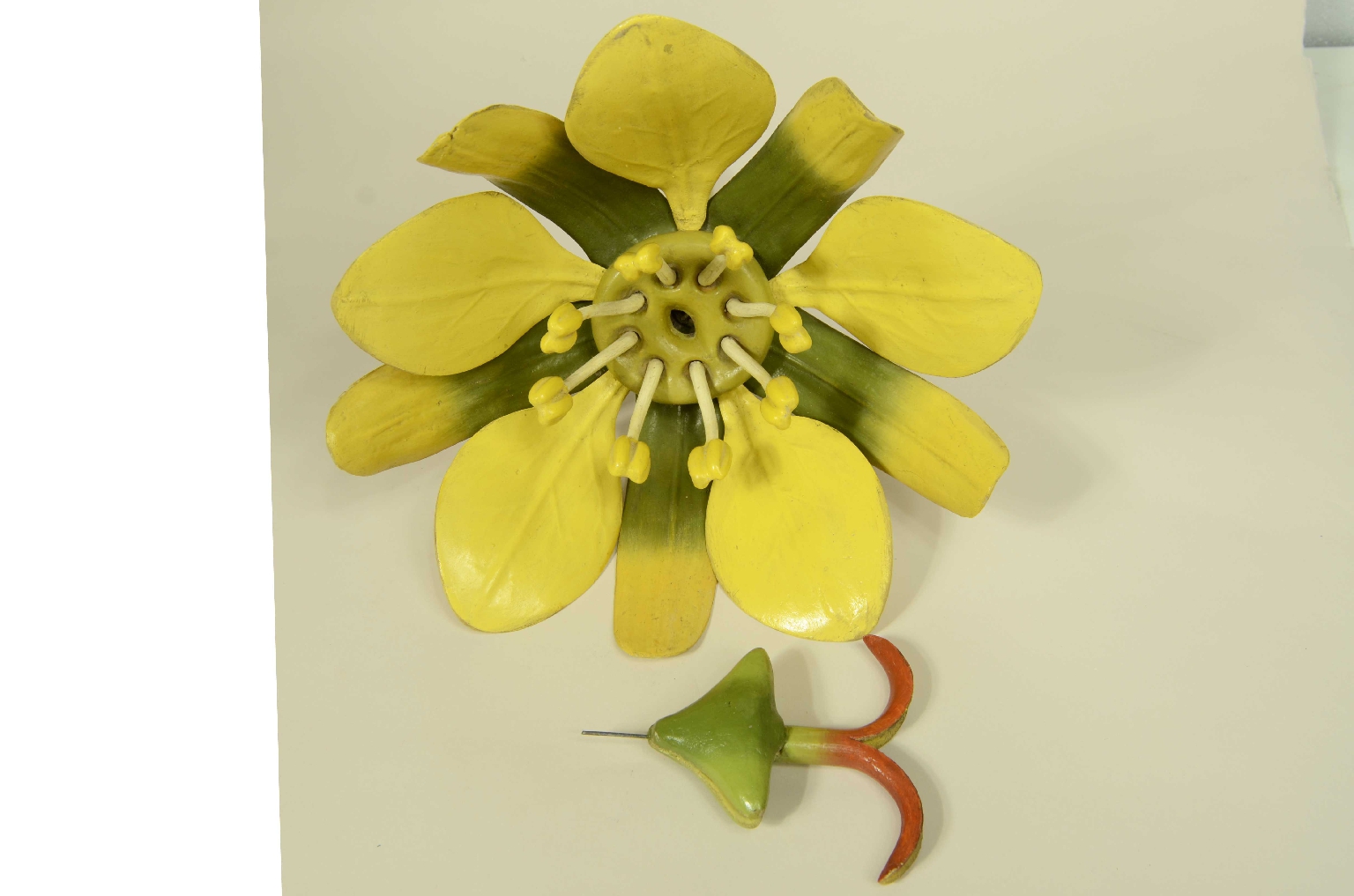 Natural history/704a-Botanical Model
