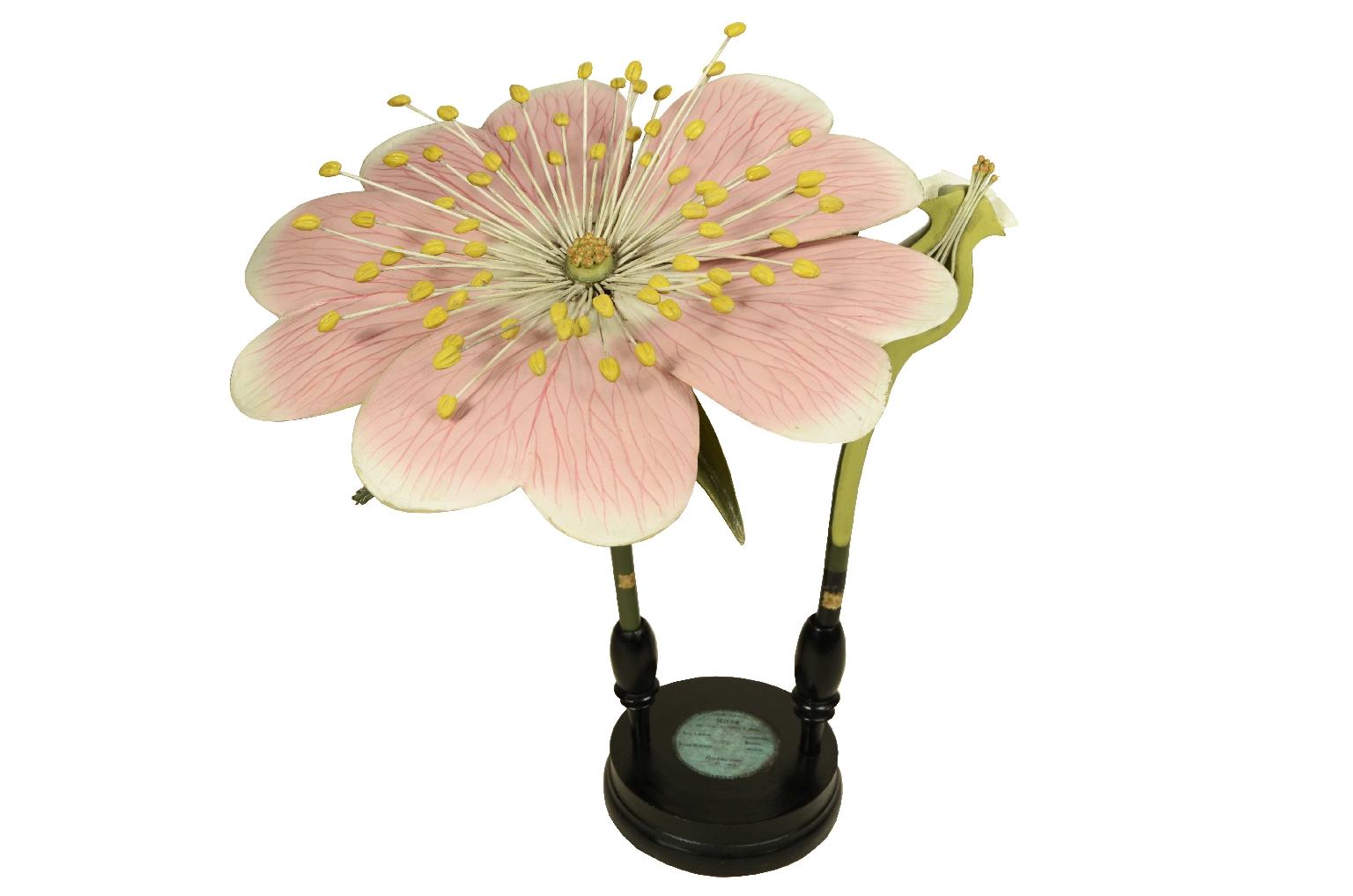 Natural history/704b-Botanical Model