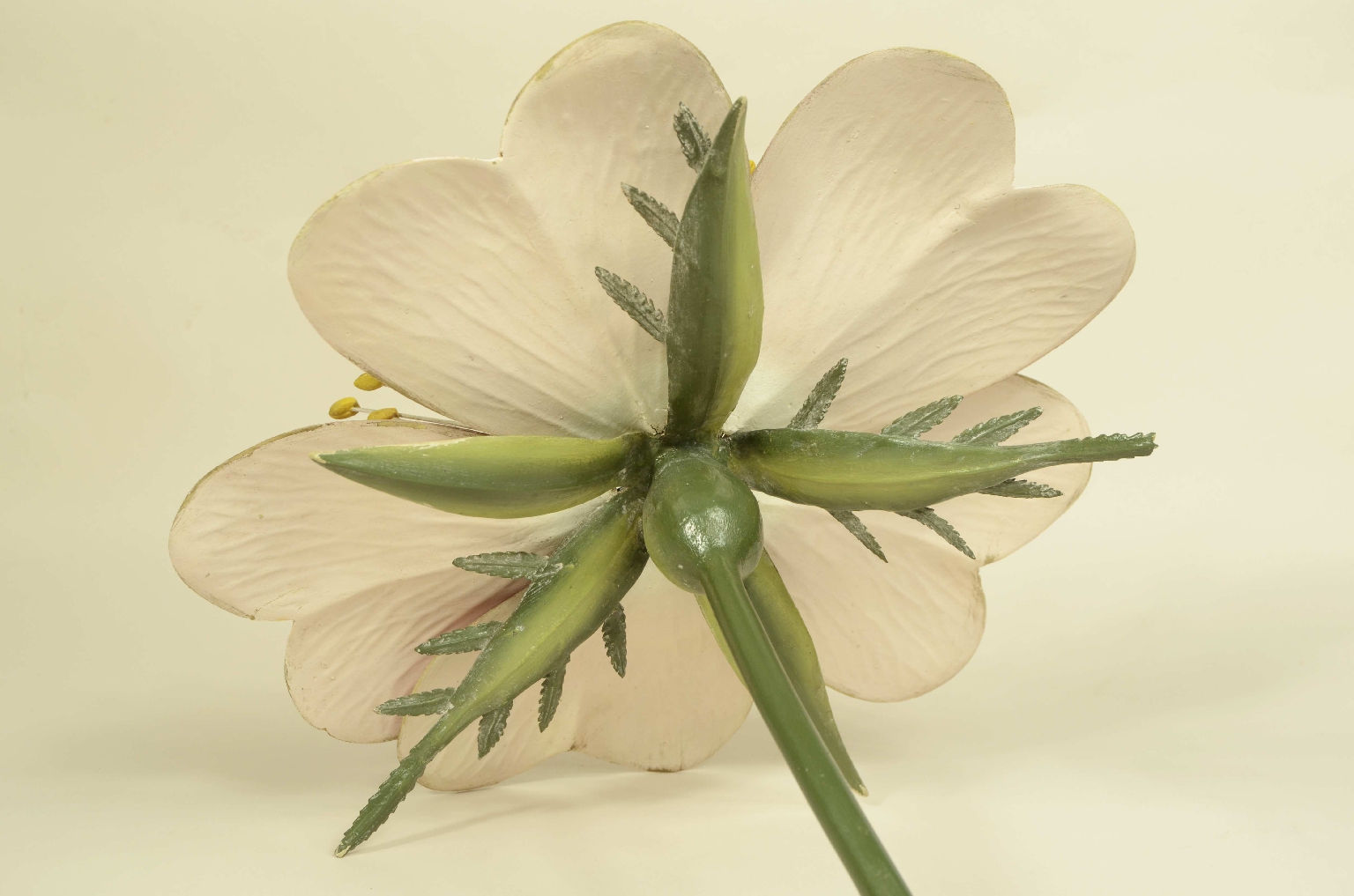 Natural history/704b-Botanical Model