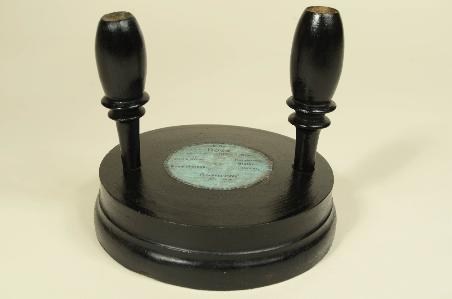 Natural history/704b-Botanical Model