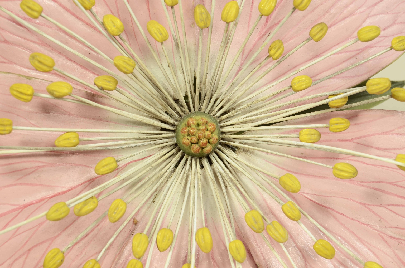 Natural history/704b-Botanical Model