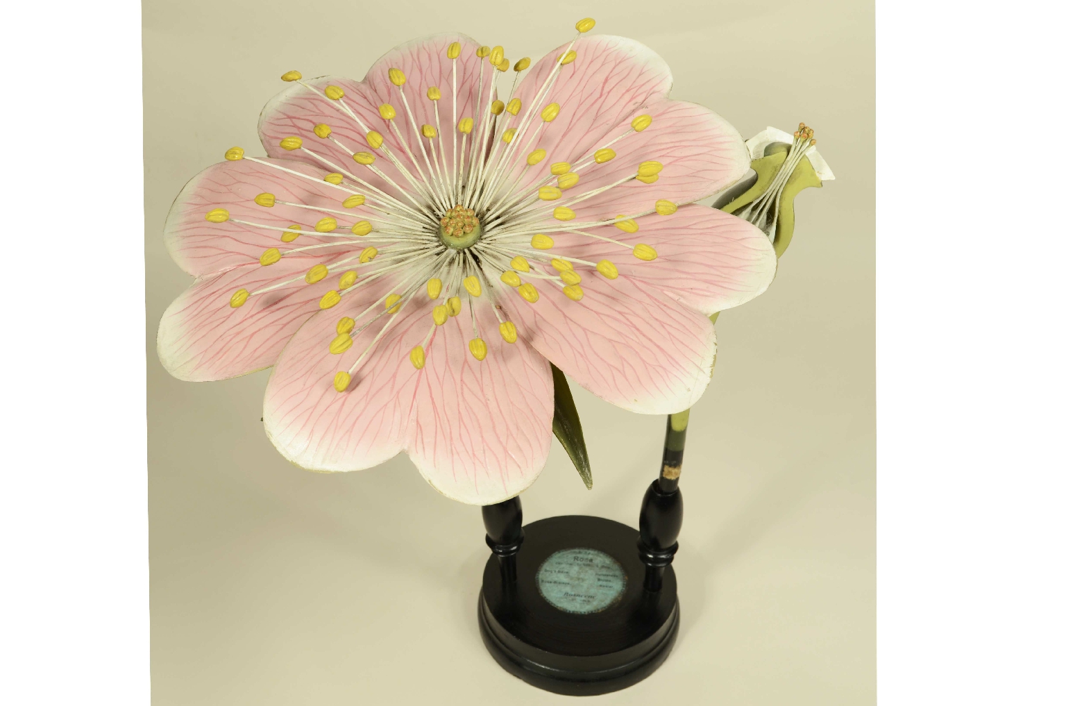 Natural history/704b-Botanical Model