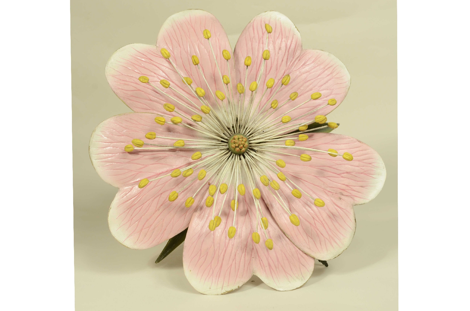 Natural history/704b-Botanical Model