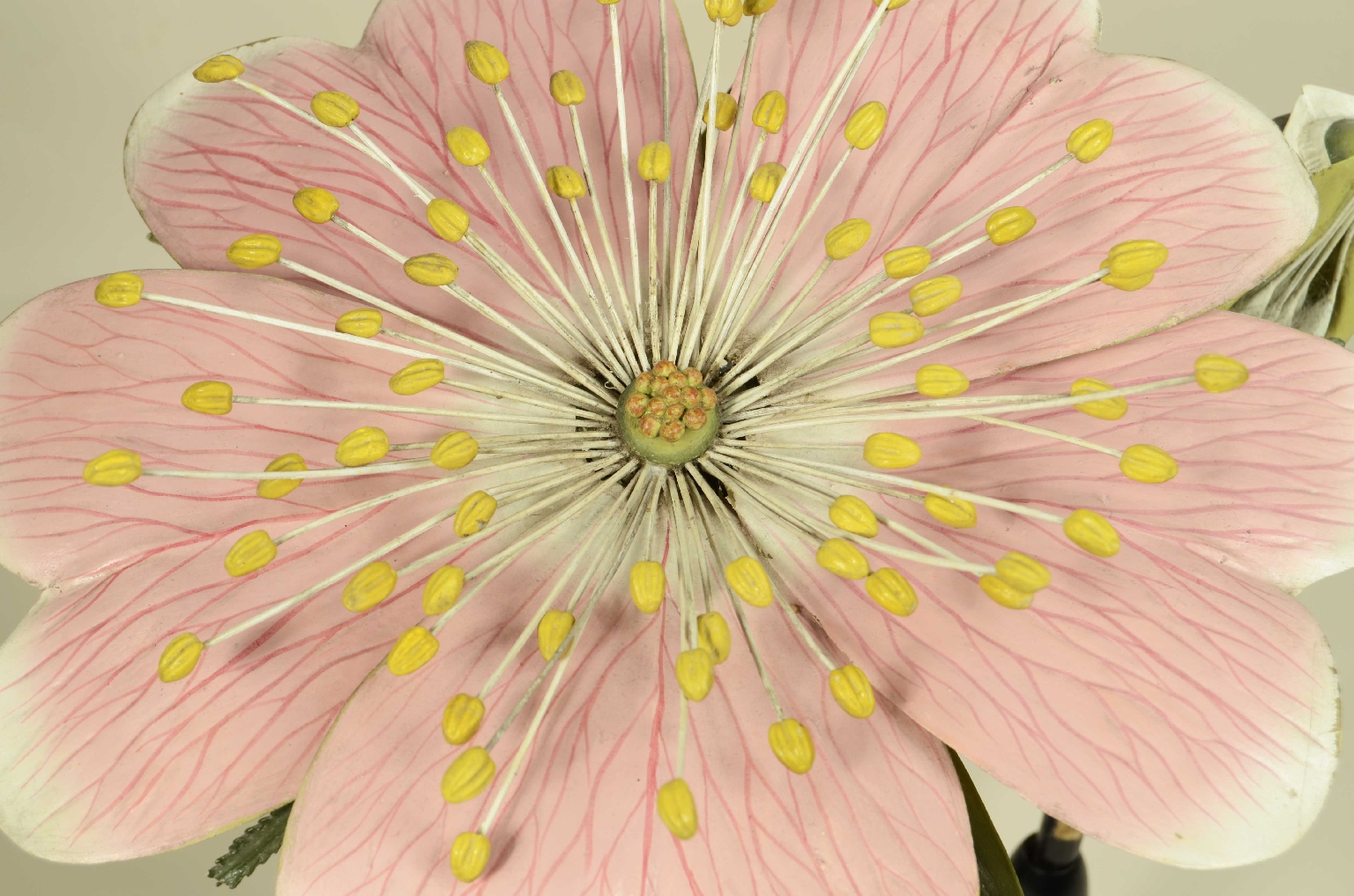 Natural history/704b-Botanical Model