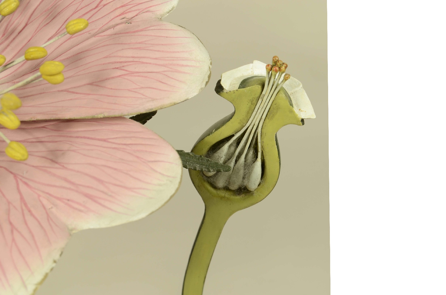 Natural history/704b-Botanical Model