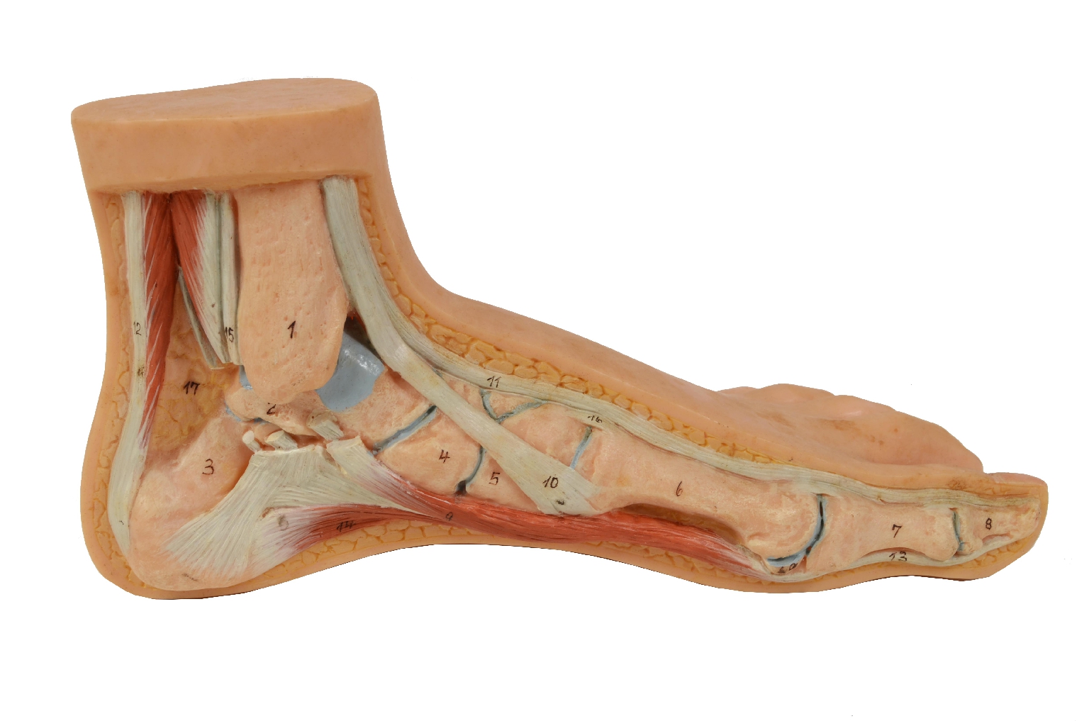 Strumenti medici d'epoca/7307-Piede Normale Modello