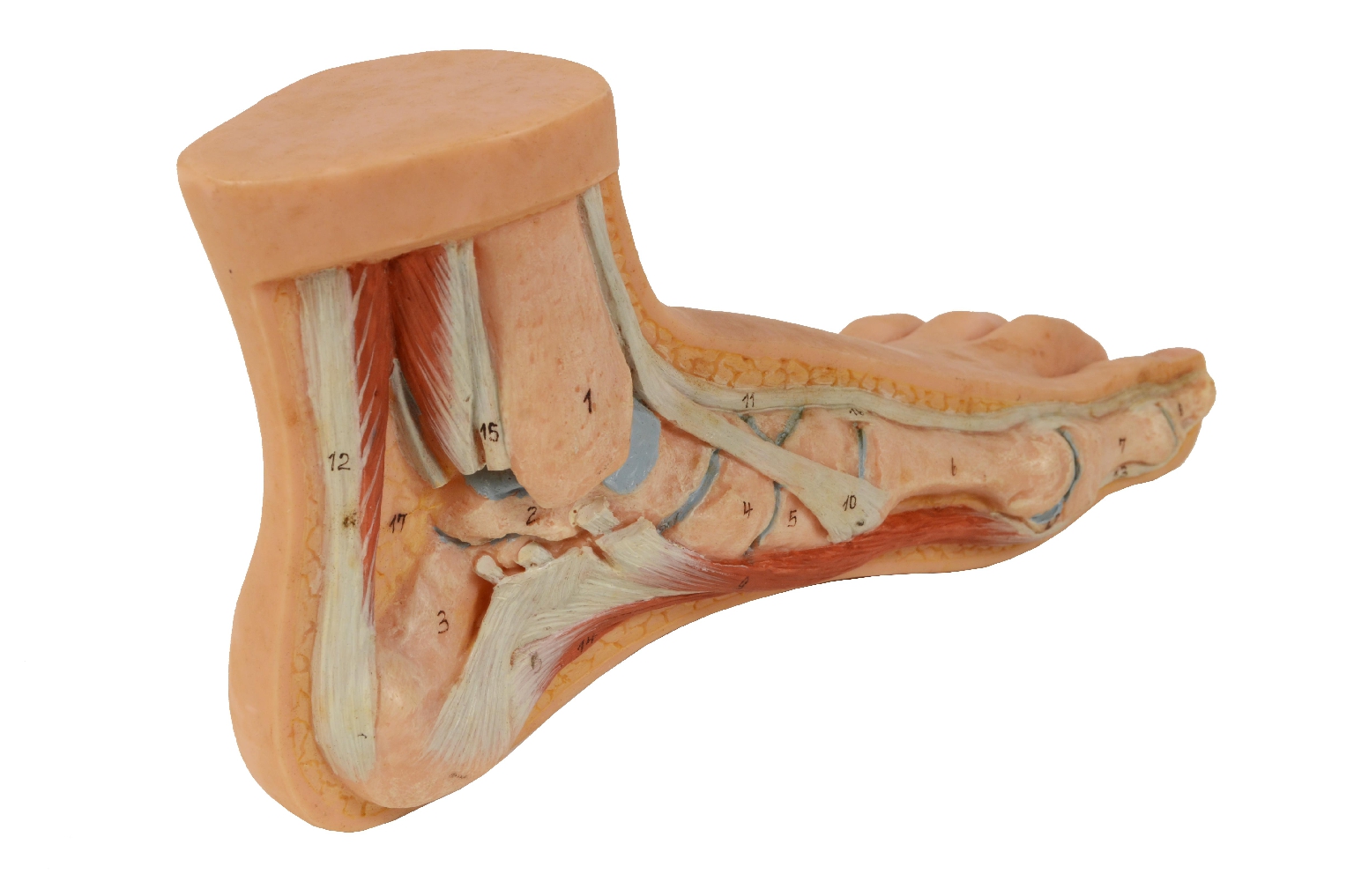 Strumenti medici d'epoca/7307-Piede Normale Modello