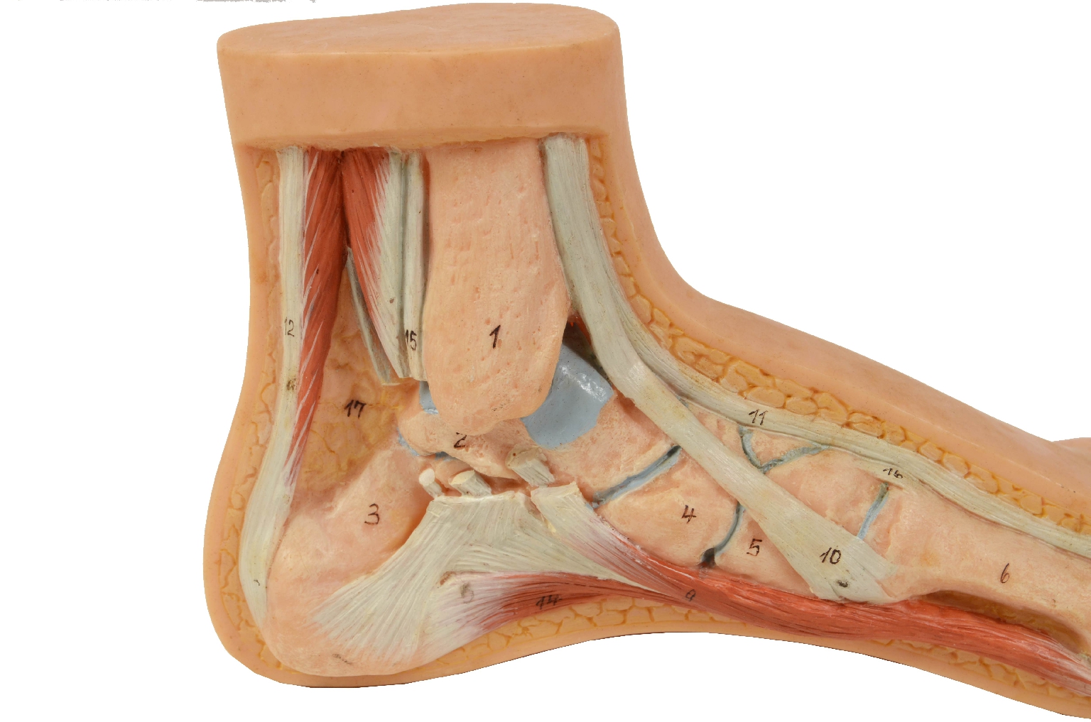 Strumenti medici d'epoca/7307-Piede Normale Modello