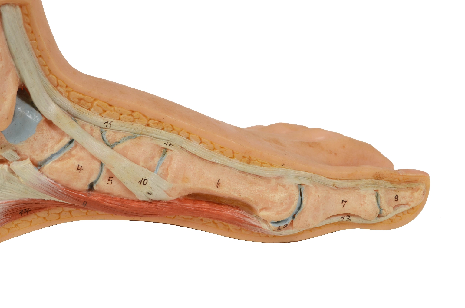 Strumenti medici d'epoca/7307-Piede Normale Modello