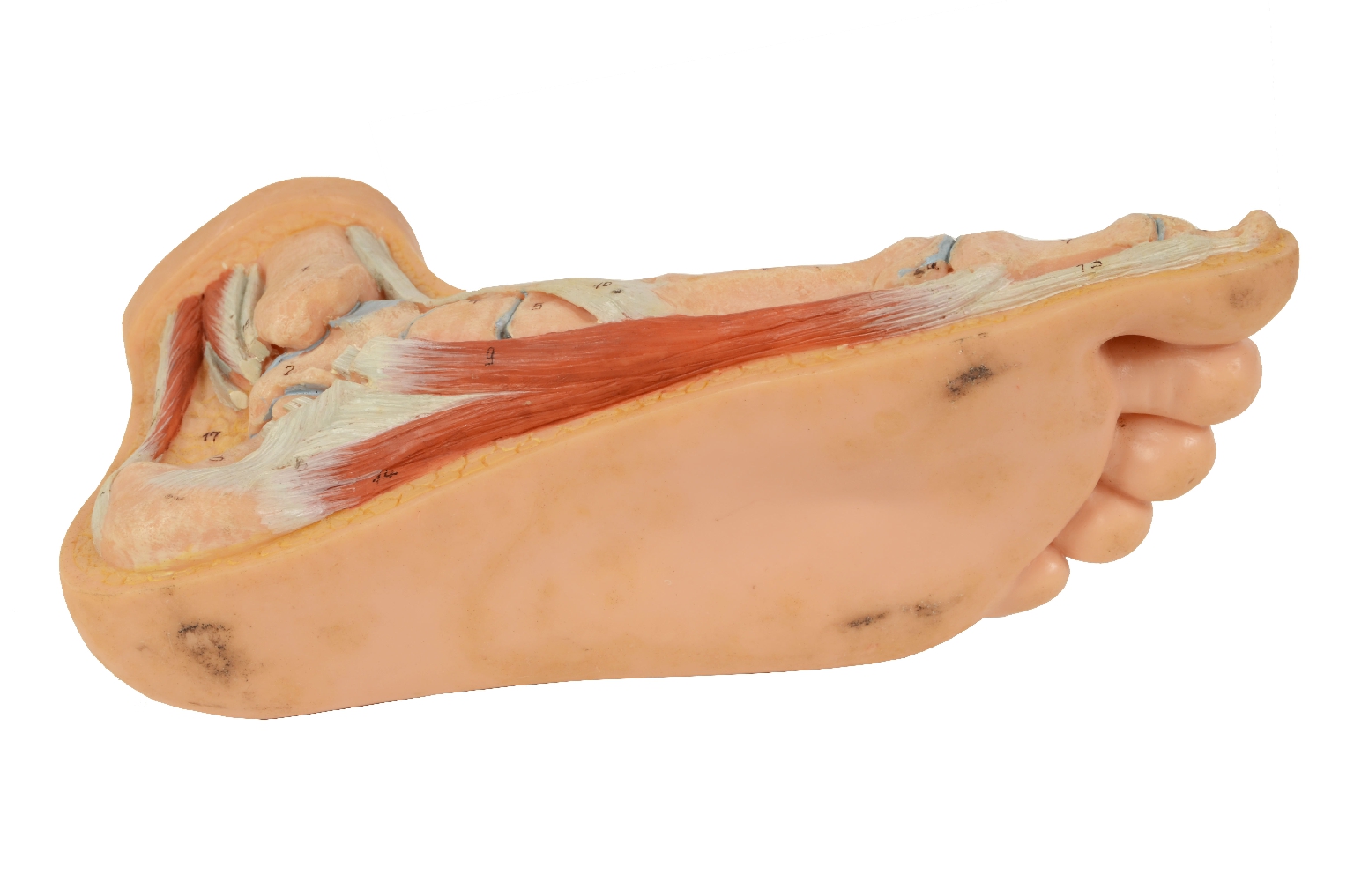 Strumenti medici d'epoca/7307-Piede Normale Modello