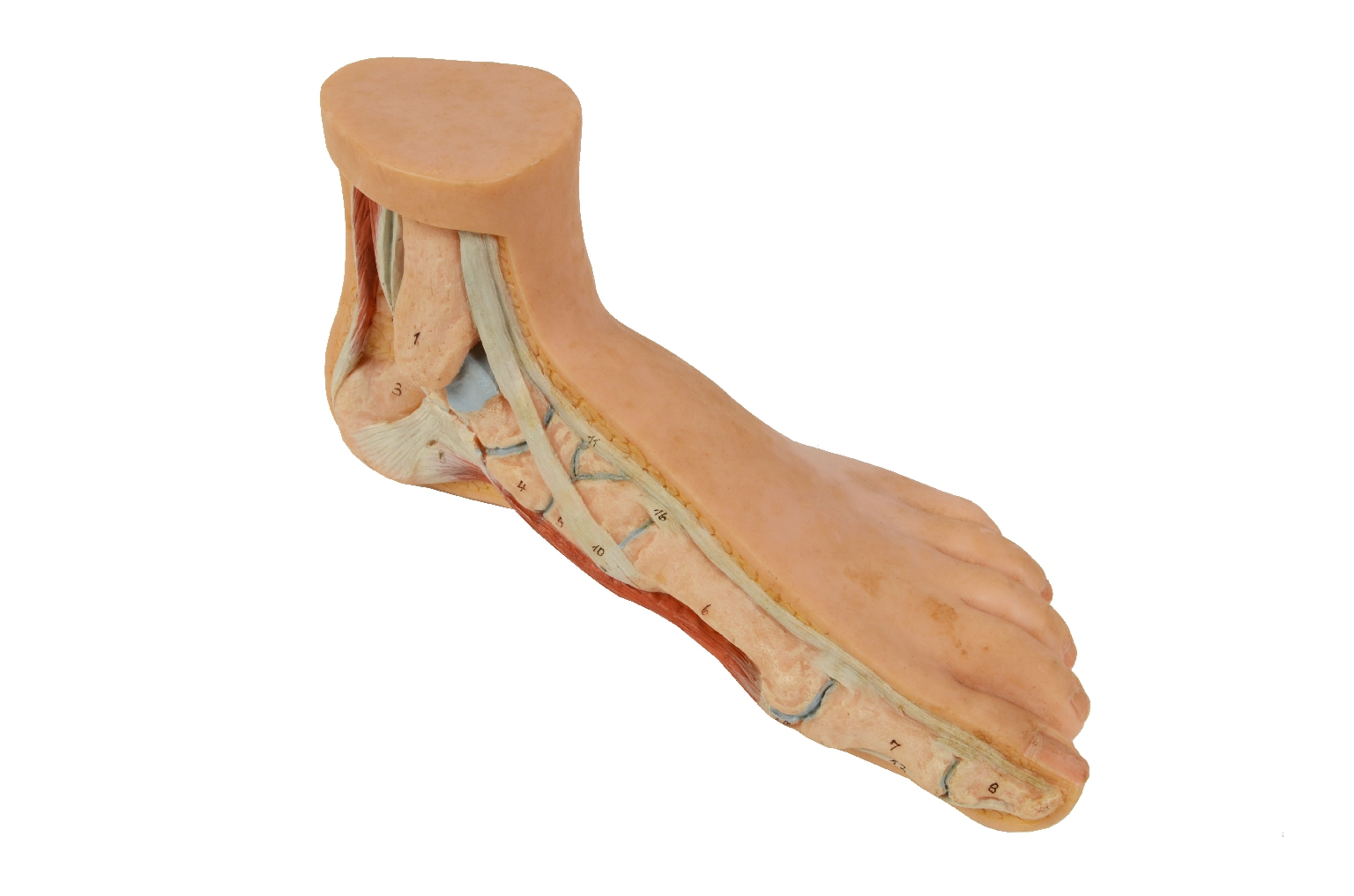 Strumenti medici d'epoca/7307-Piede Normale Modello