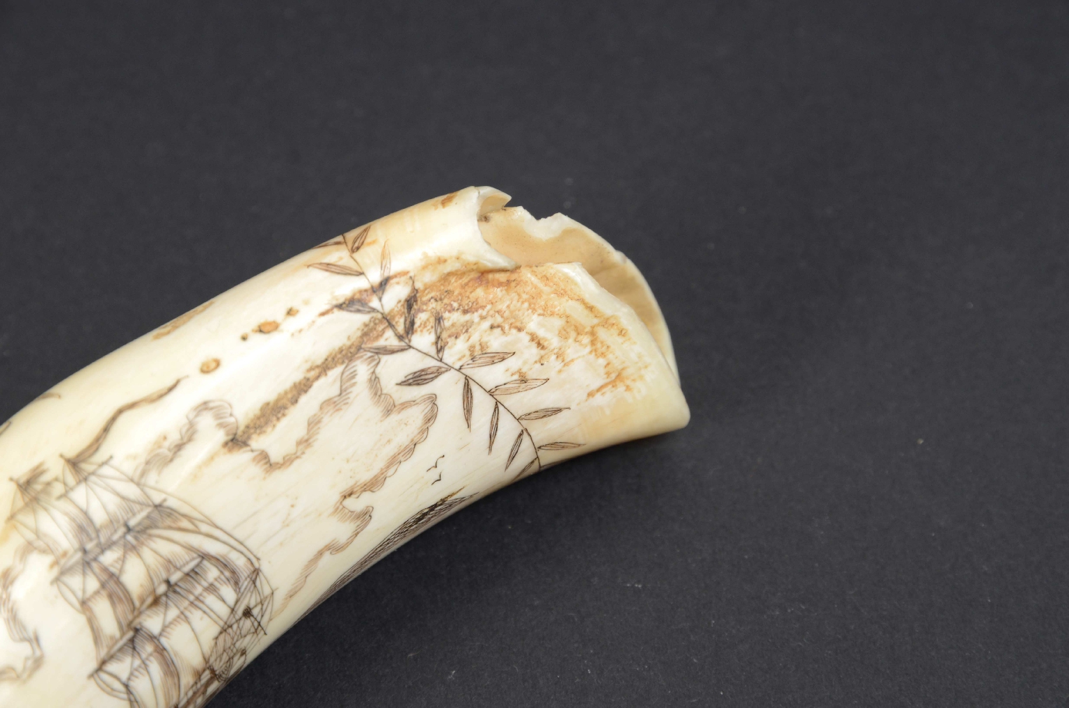Antiquariato nautico/7772-Scrimshaw