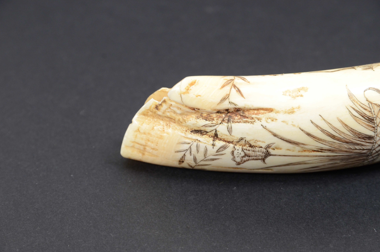 Antiquariato nautico/7772-Scrimshaw