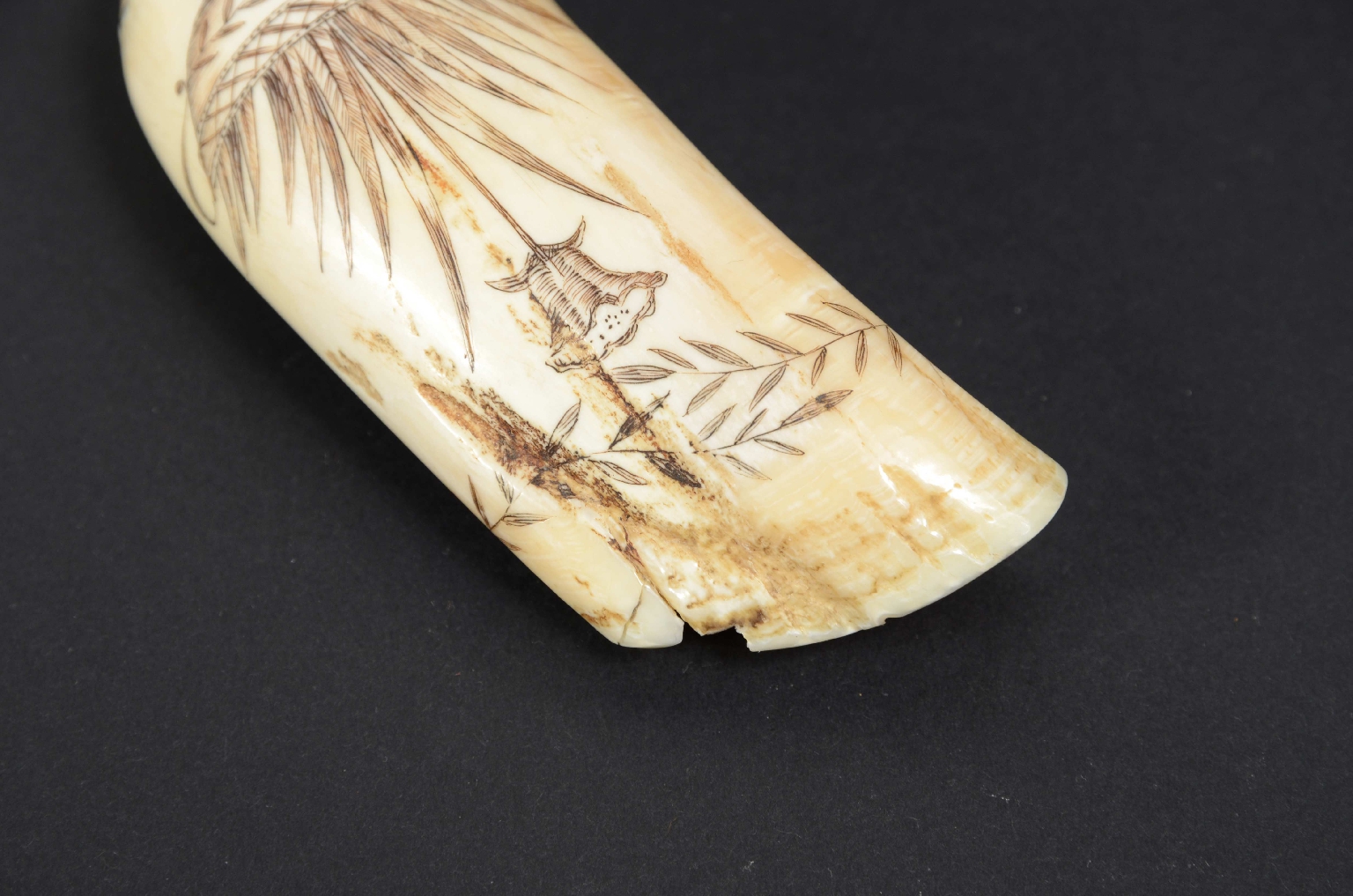 Antiquariato nautico/7772-Scrimshaw