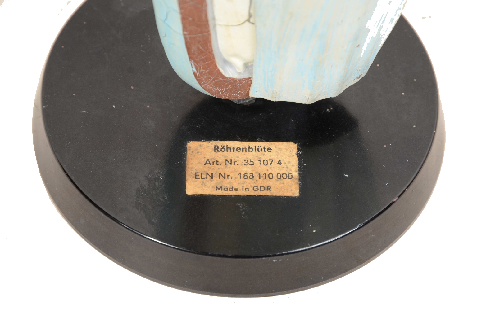 Natural history/7913-Didactic Botanical