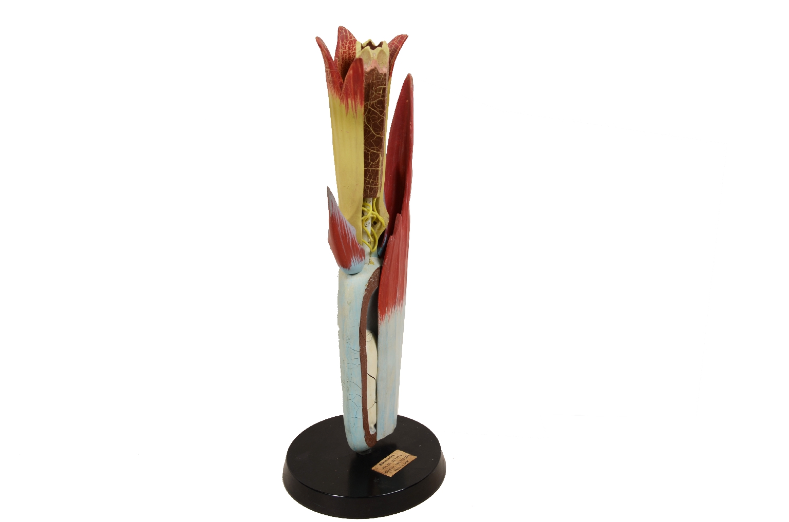 Storia naturale/7913-Modello Botanico