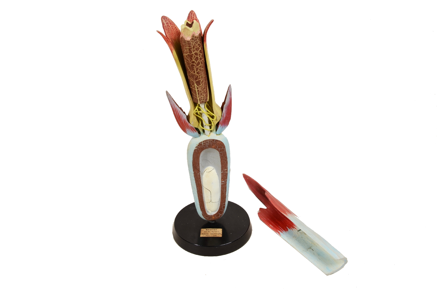 Natural history/7913-Didactic Botanical