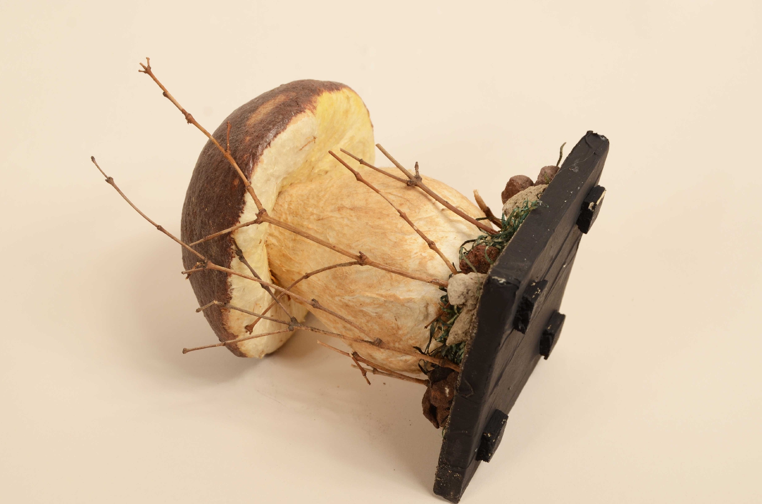 Storia naturale/7914-Modello Porcino