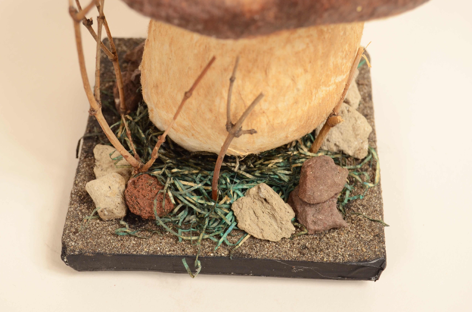 Storia naturale/7914-Modello Porcino